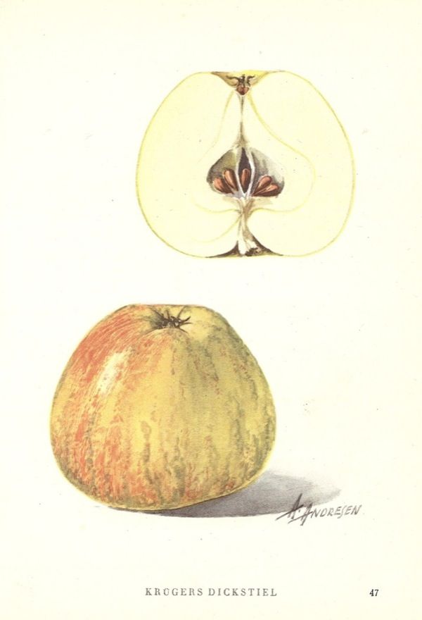 Malus 'Krügers Dickstiel' (Celler Dickstiel)  CAC