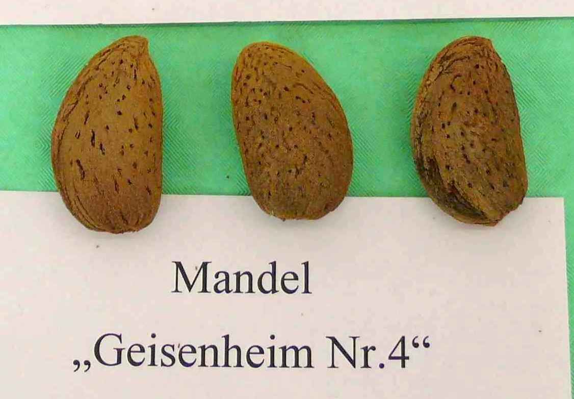 Prunus amy.'Geisenheim IV'   CAC