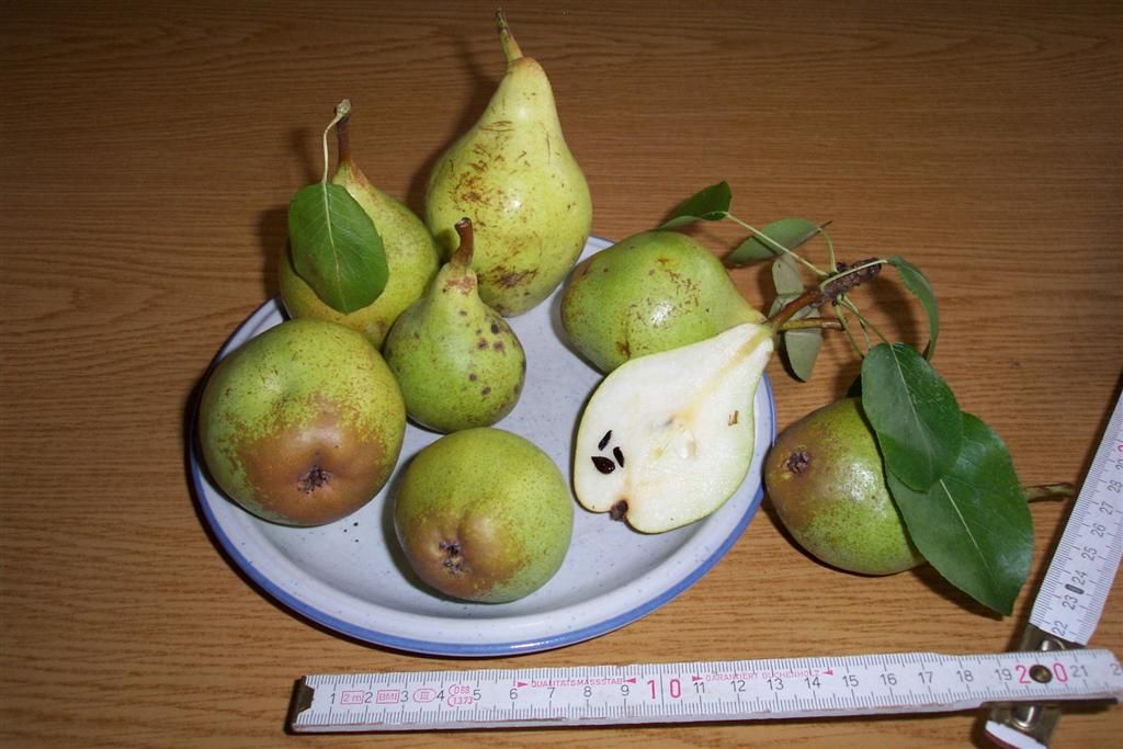 Pyrus com.'Neue Poiteau'              CAC