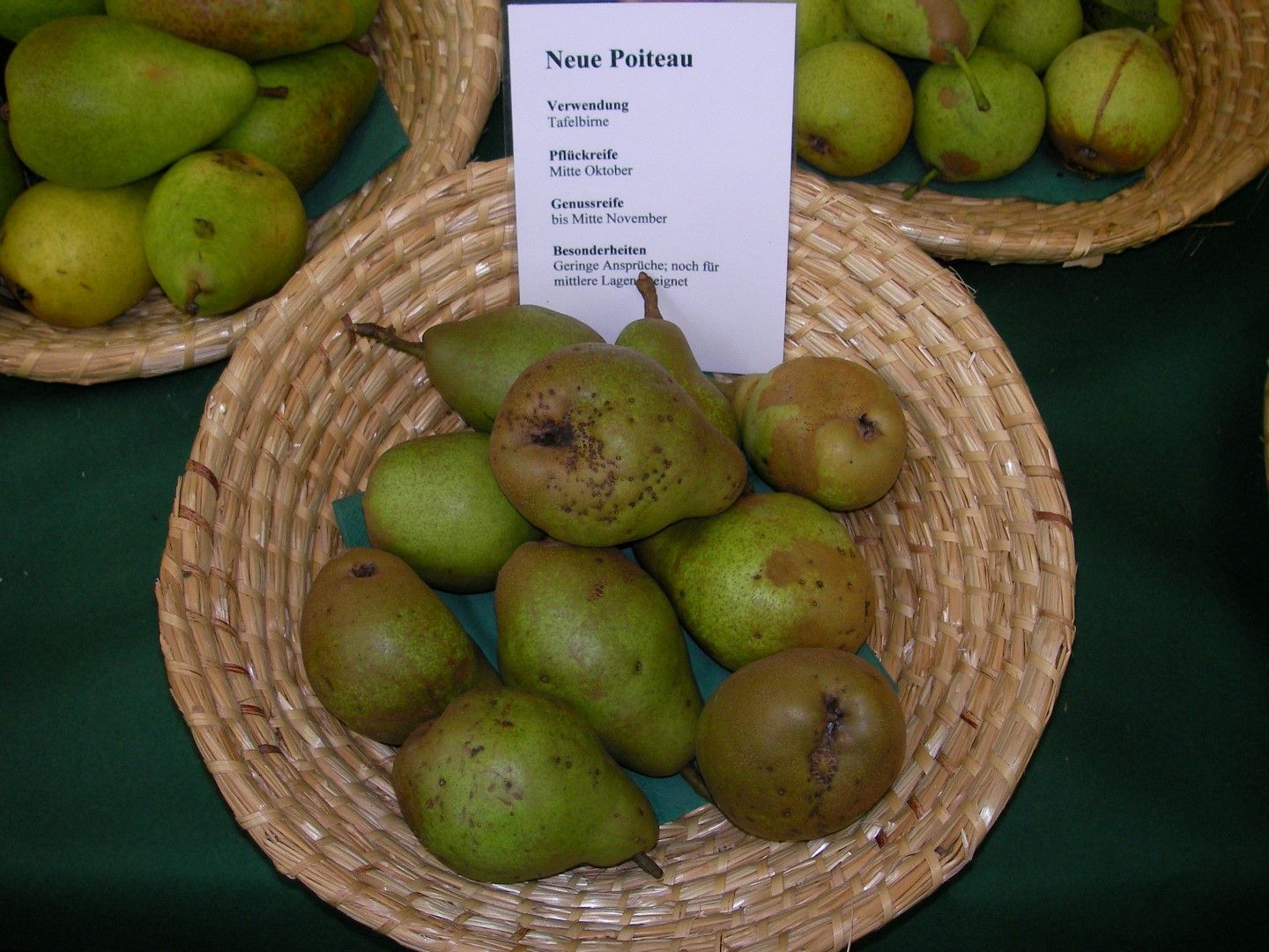 Pyrus com.'Neue Poiteau'              CAC