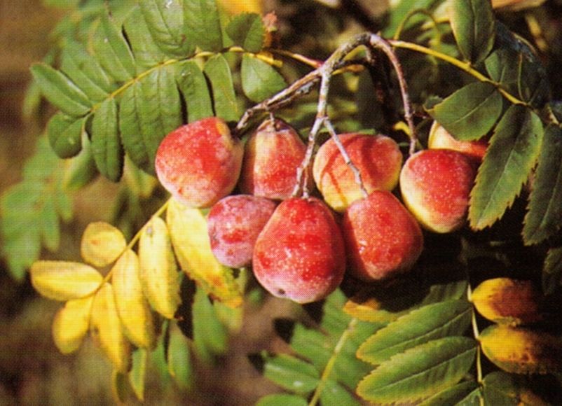 Sorbus dom. 'Sossenheimer Riese'   CAC