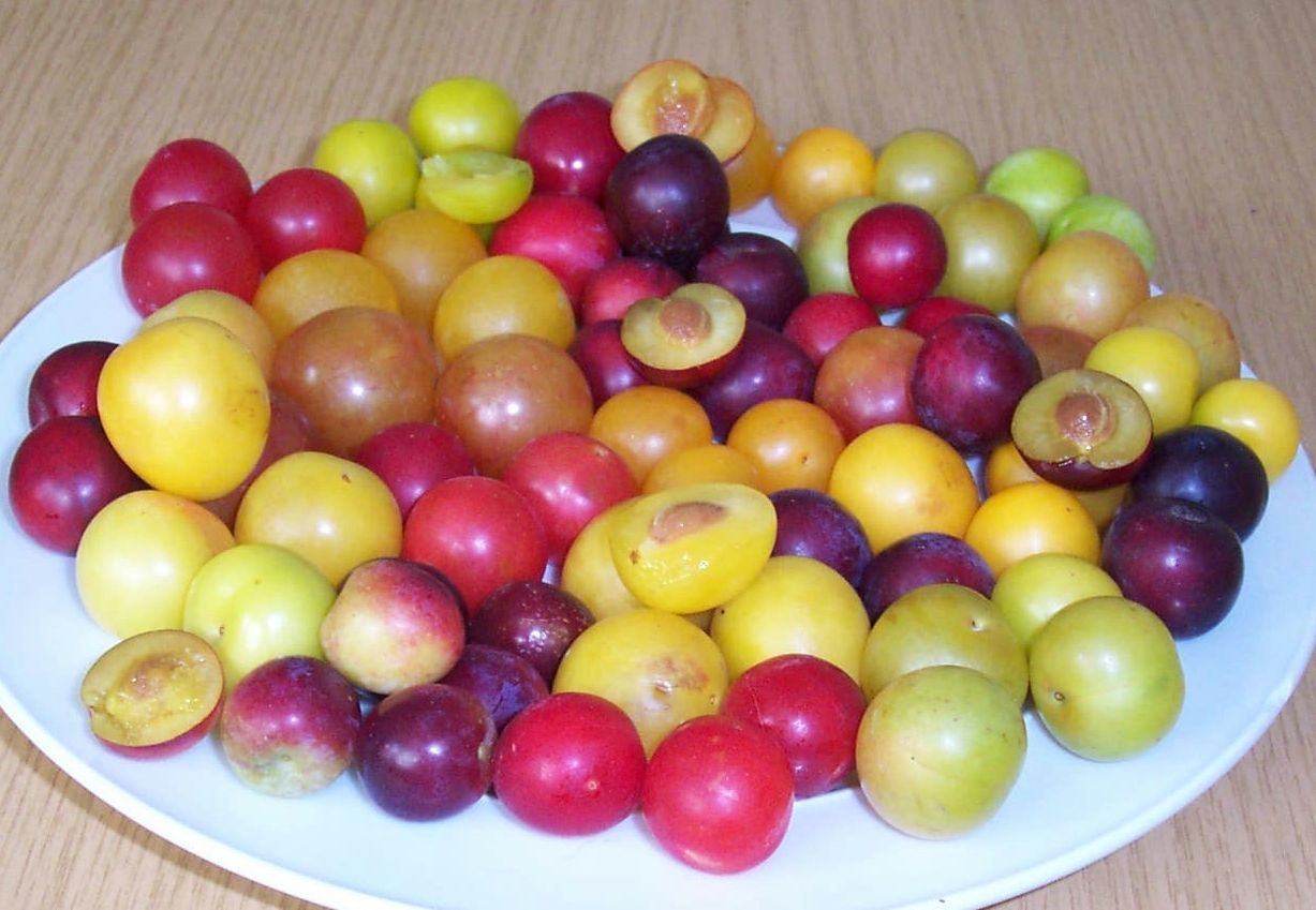 Prunus cerasifera Kirschpflaume Slg. CAC