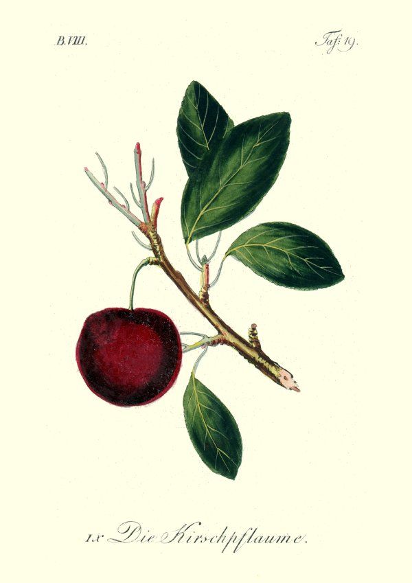Prunus cerasifera Kirschpflaume Slg. CAC