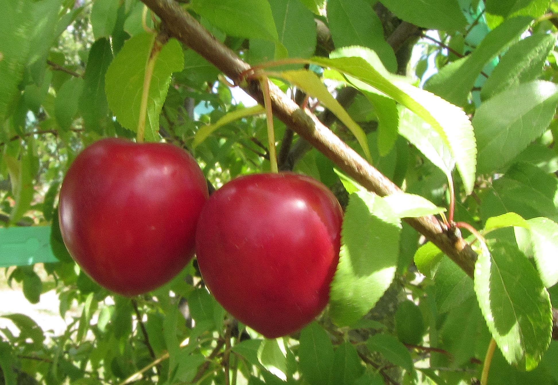 Prunus cerasifera Kirschpflaume Slg. CAC