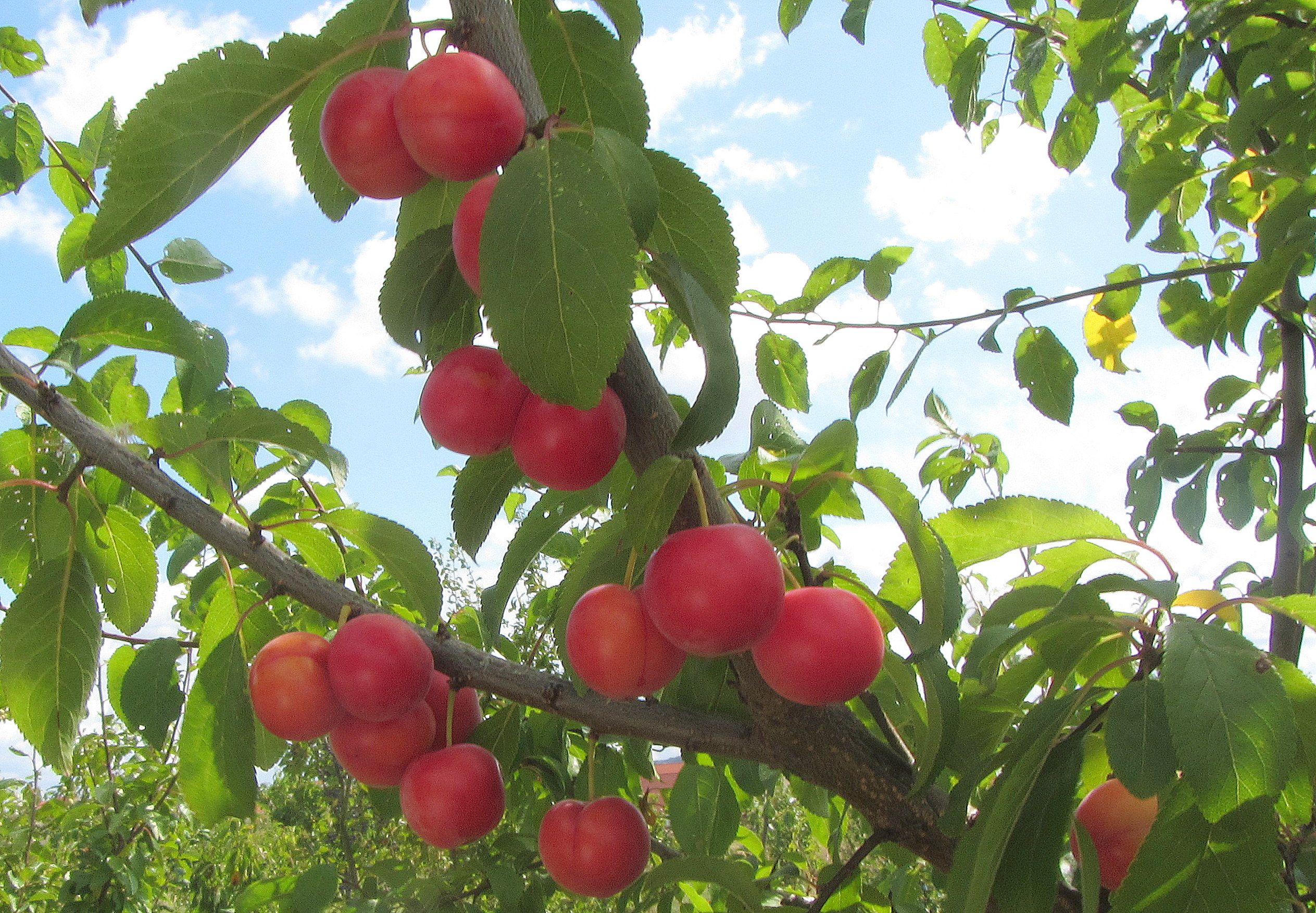 Prunus cerasifera Kirschpflaume Slg. CAC