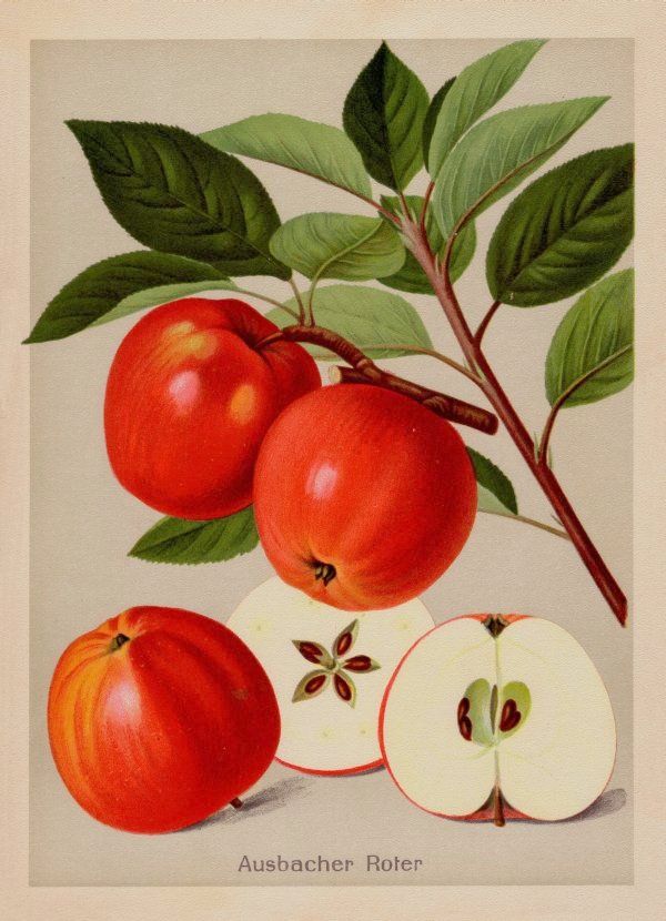 Malus 'Ausbacher Roter'   CAC