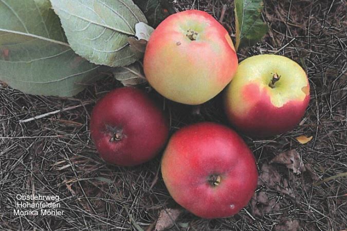 Malus 'Ausbacher Roter'   CAC
