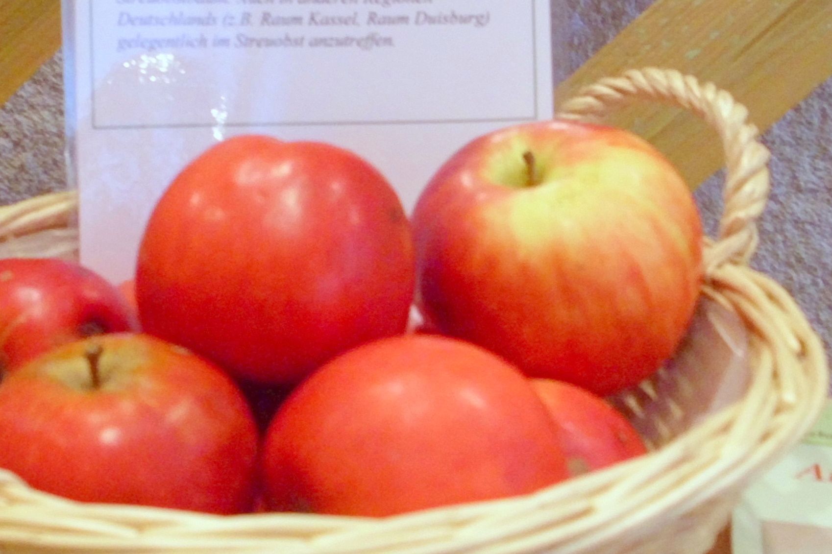 Malus 'Ausbacher Roter'   CAC