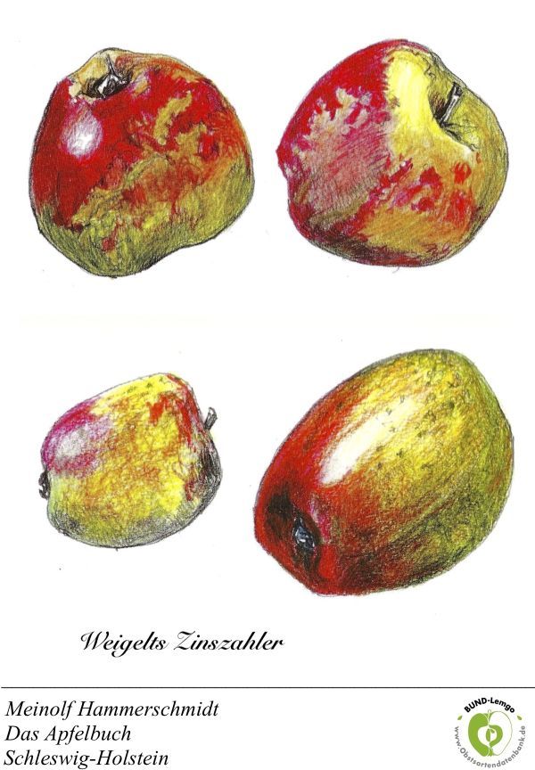 Malus 'Hadelner Rotfranch' CAC