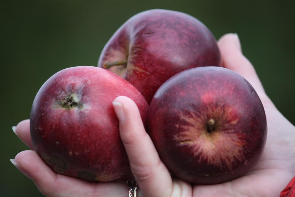 Malus 'Birkenfelder Rotäpfelchen'     CAC
