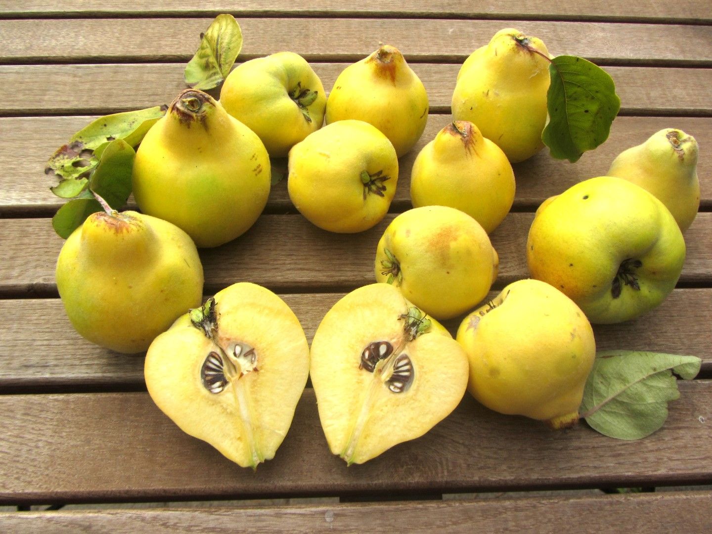 Cydonia 'Cukurgöbek'   CAC