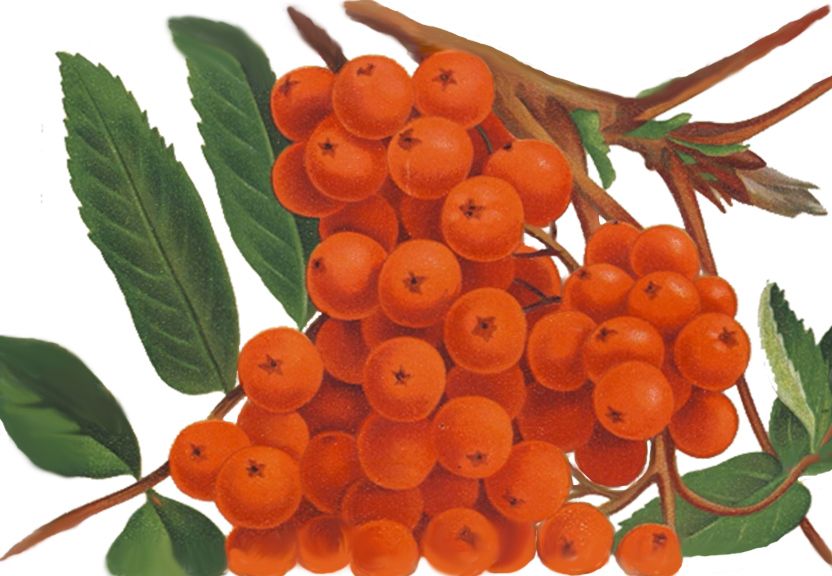 Sorbus auc.'Rosina'