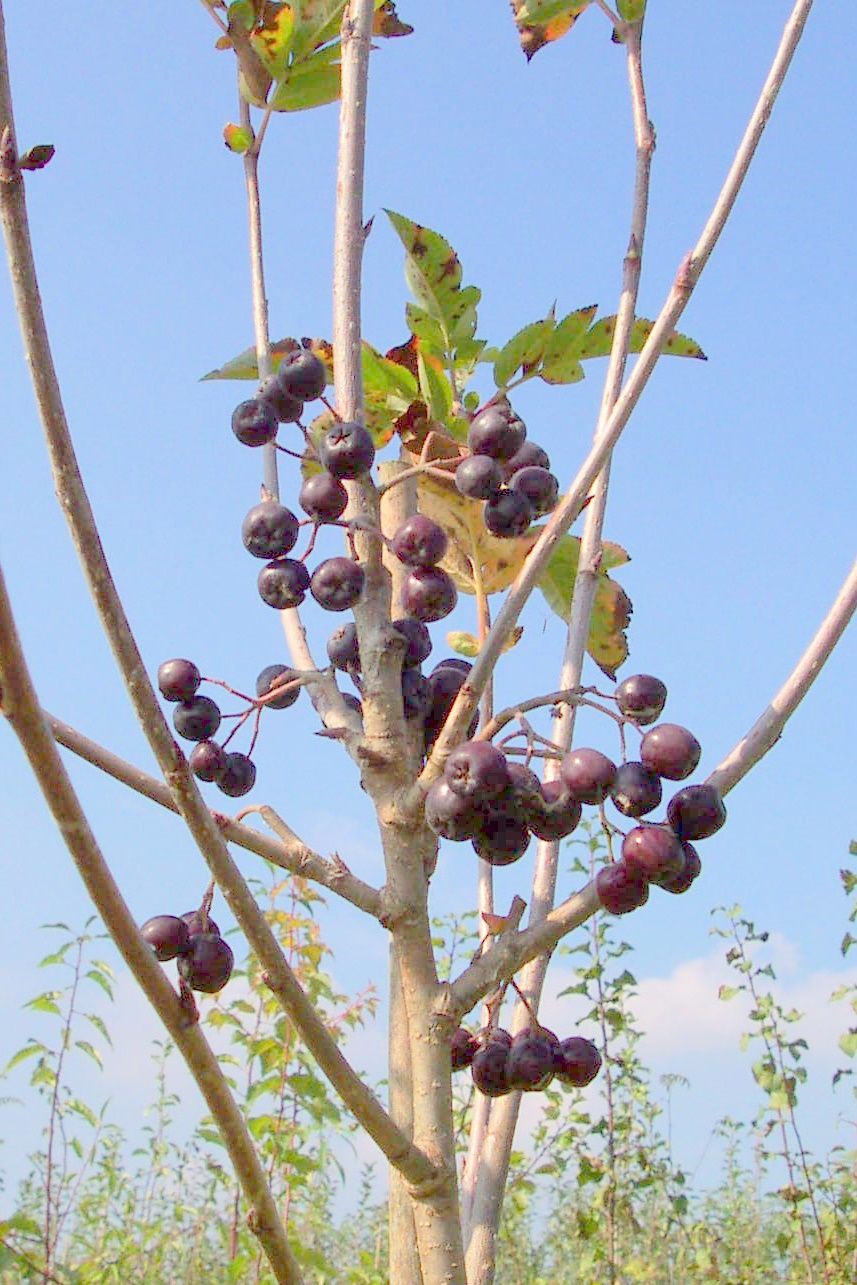 Sorbus 'Burka'