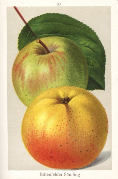 Malus 'Bittenfelder Mostapfel' Vlg. CAC
