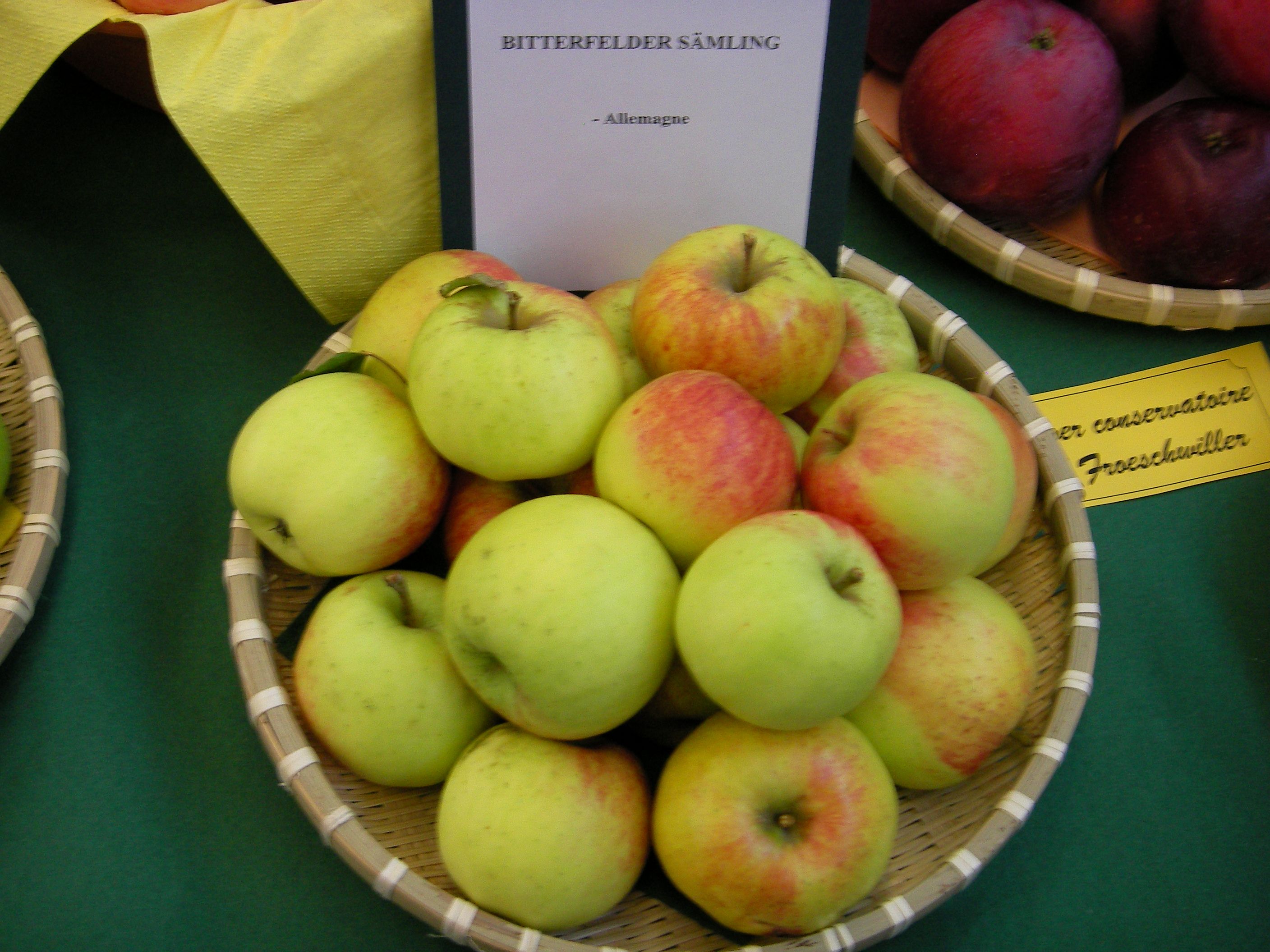 Malus 'Bittenfelder Mostapfel' Vlg. CAC