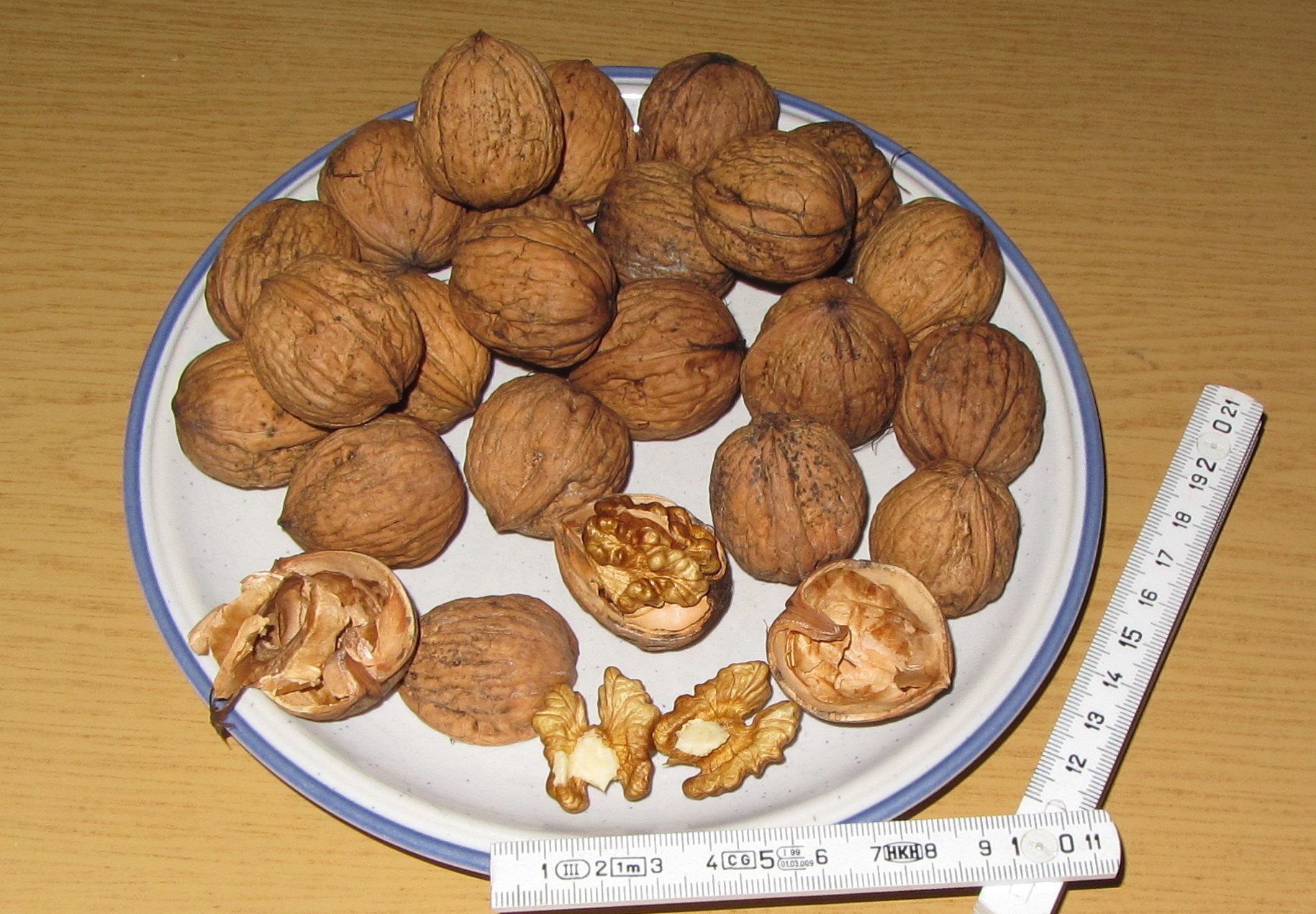 Juglans regia  - gute, regionale Herkunft -