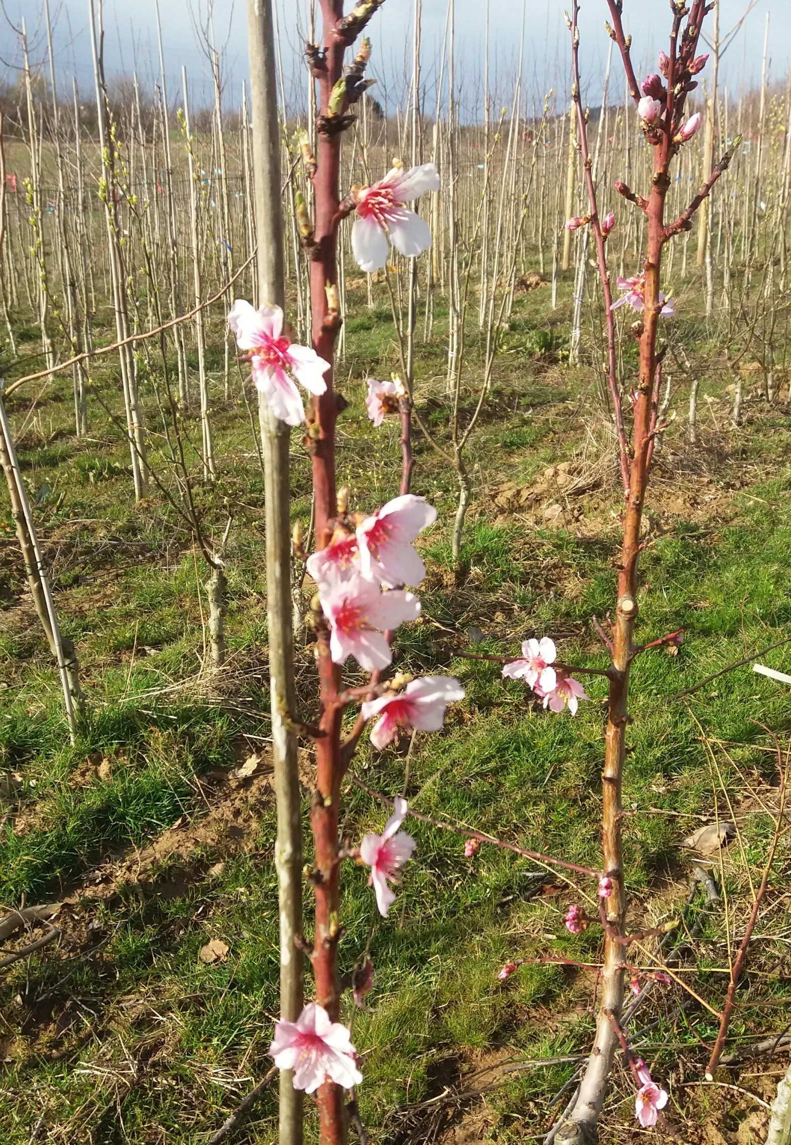 Prunus amy.'Gimmeldinger Süßmandel'   CAC