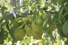 Pyrus com.'Novembra' (Nojabraskaja)  CAC