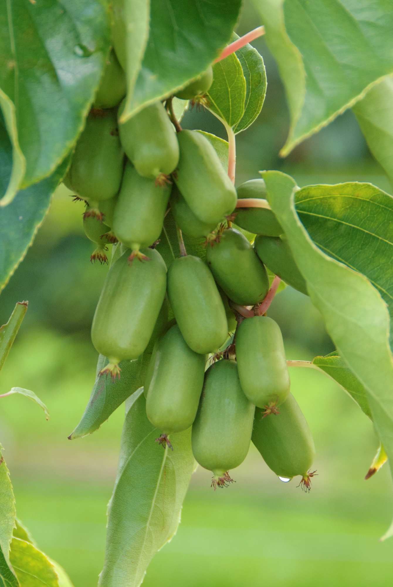 Actinidia arguta 'Super Jumbo'