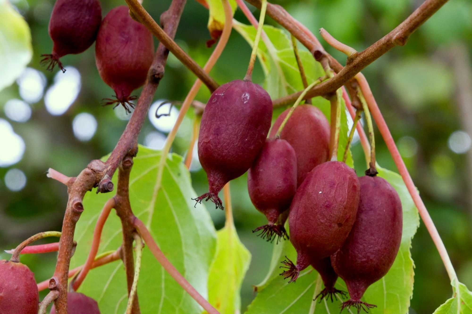 Actinidia arguta 'Red Jumbo'