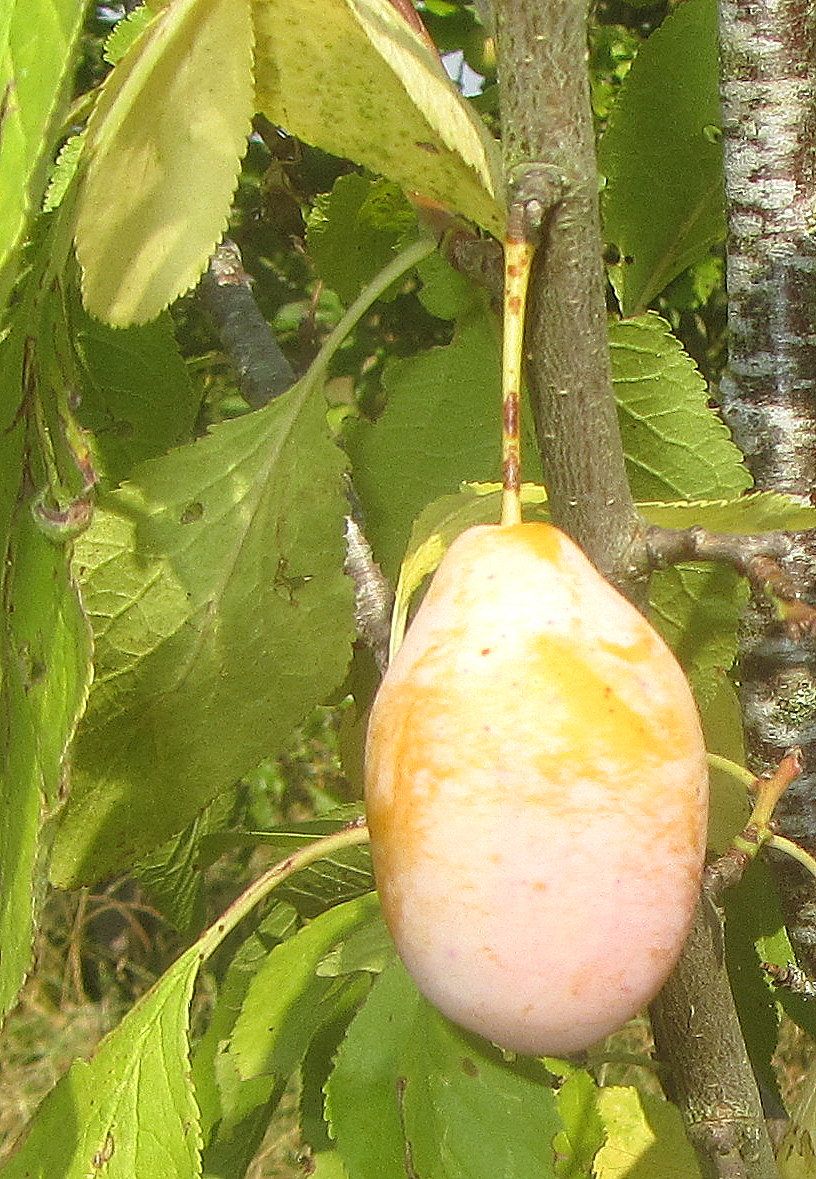 Prunus dom.'Aprimira'   -S-    CAC