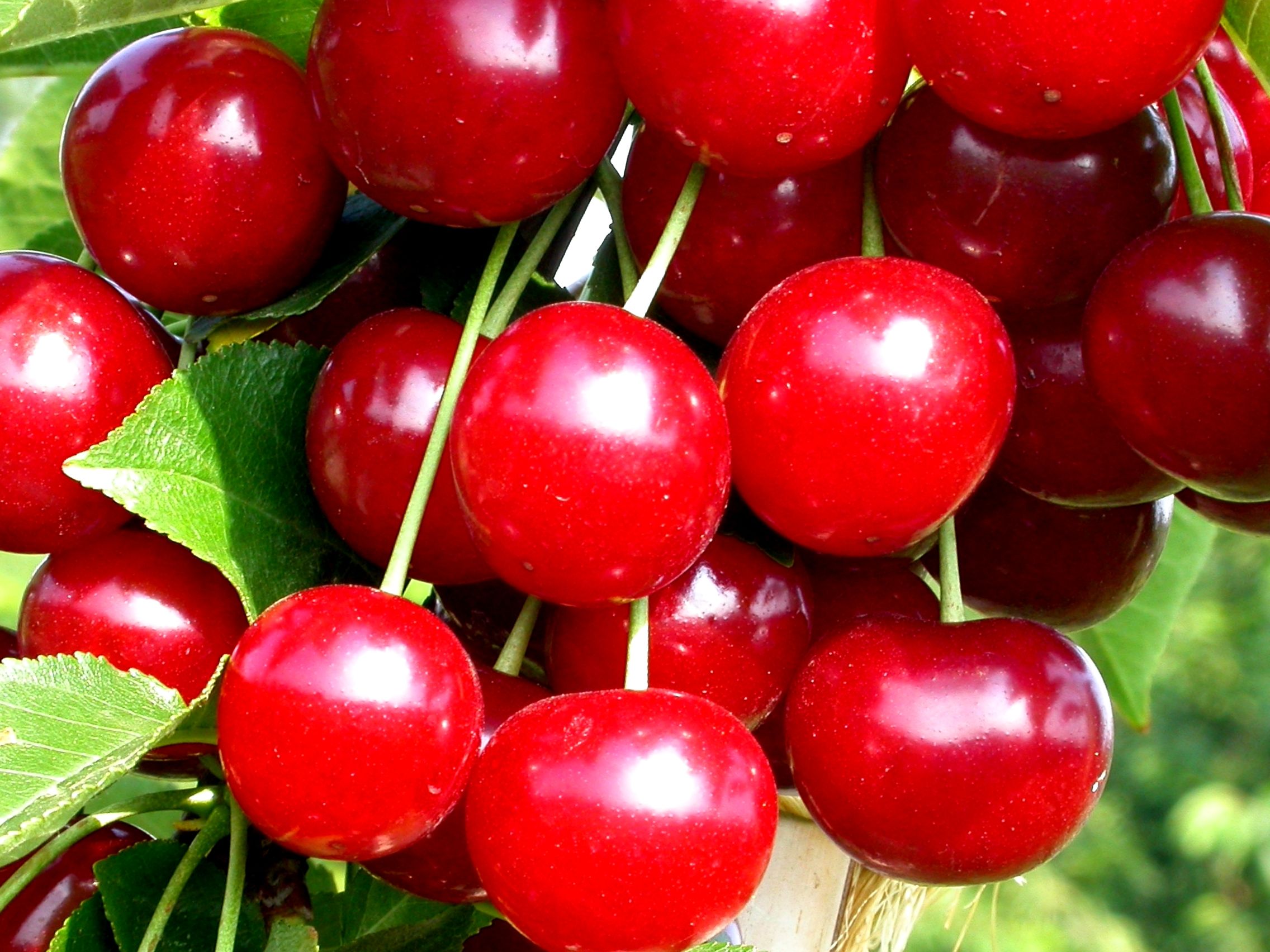 Prunus cer.'Fanal' (Syn. Heimanns Konserv.w.)  CAC