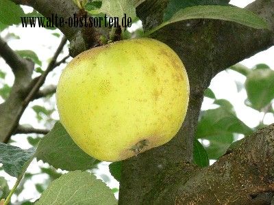 Malus 'Gelber Münsterländer Borsdorfer'     CAC
