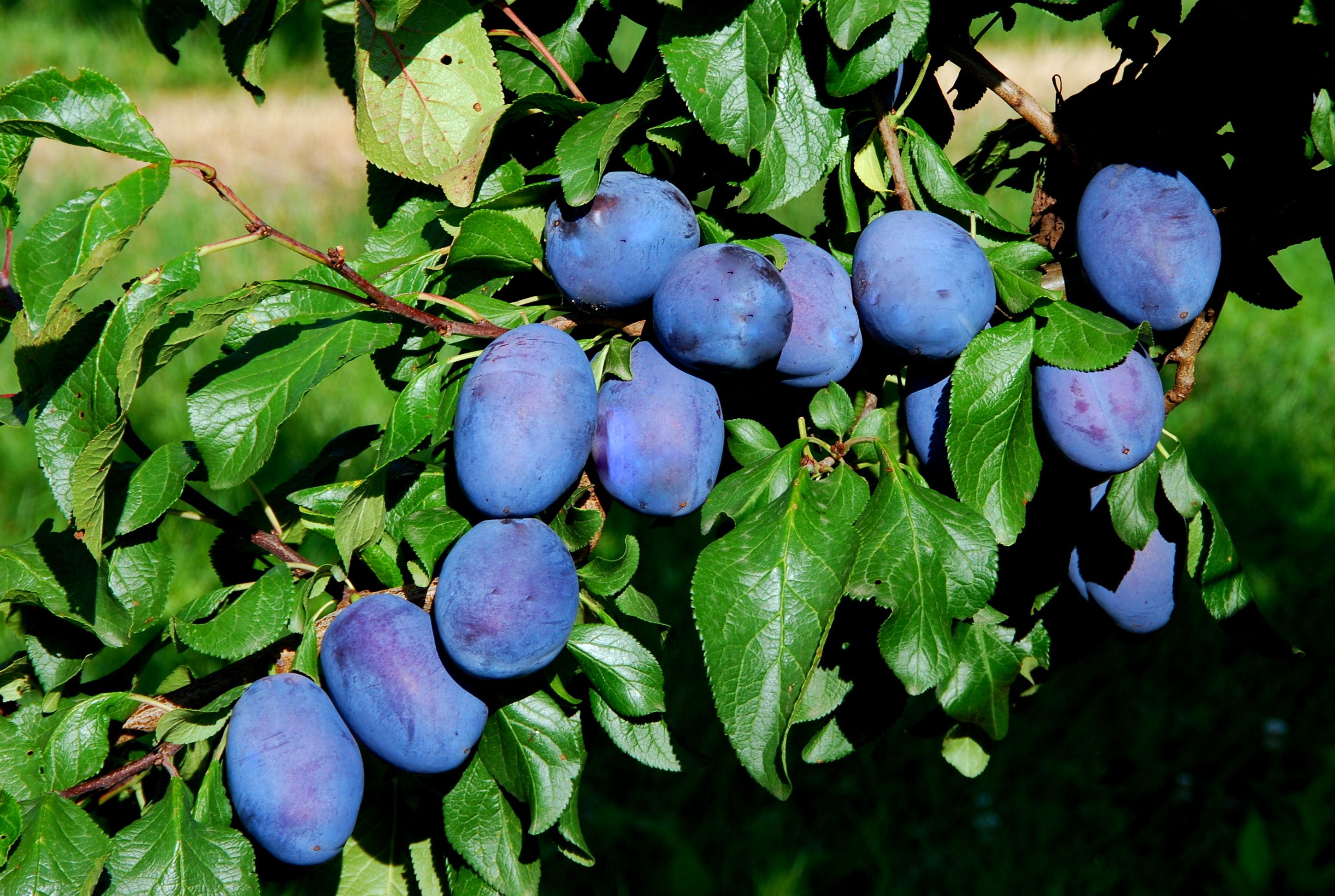 Prunus dom.'Joganta -S-             CAC