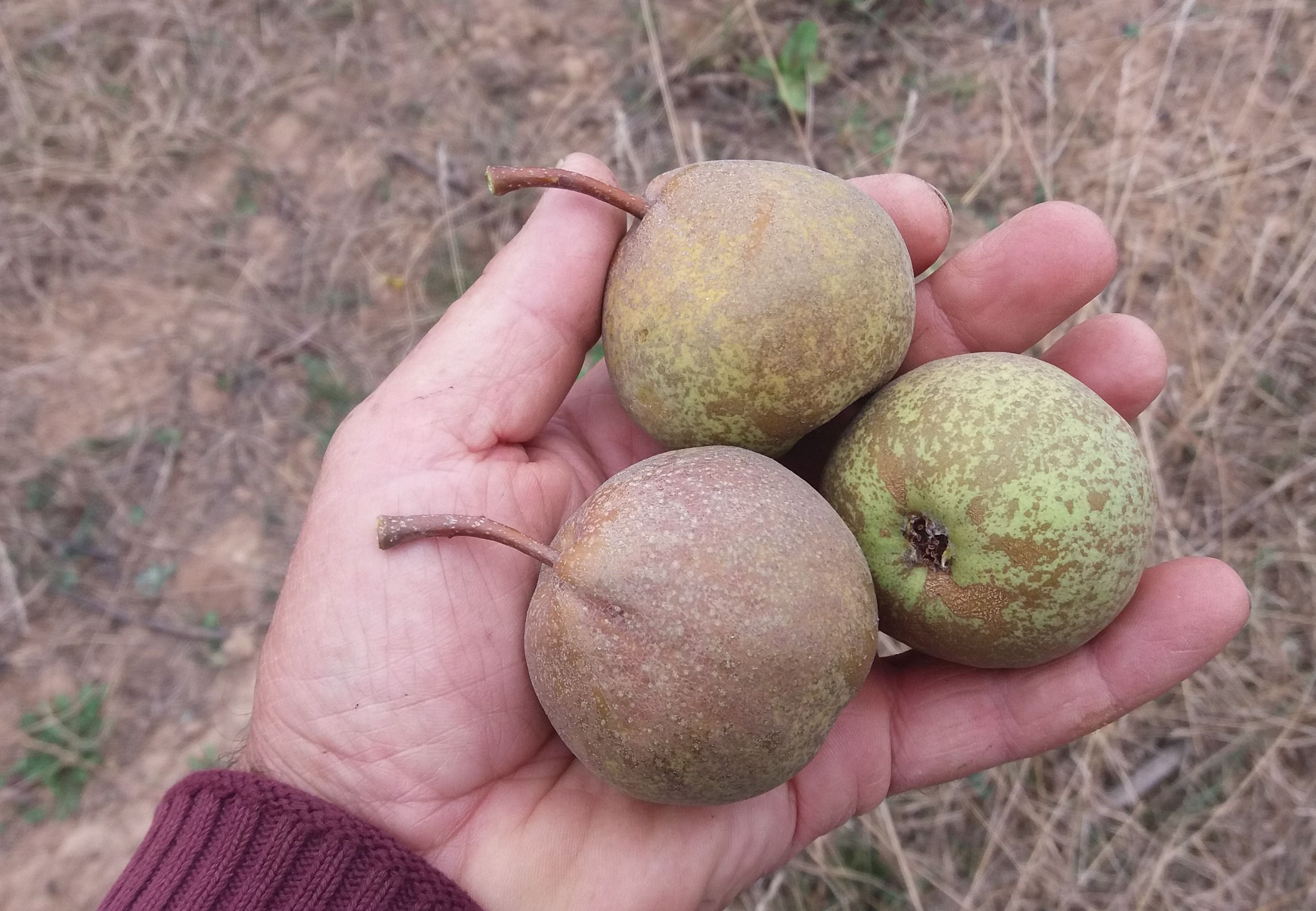 Pyrus com.'Kämersheider Bergamotte'  CAC