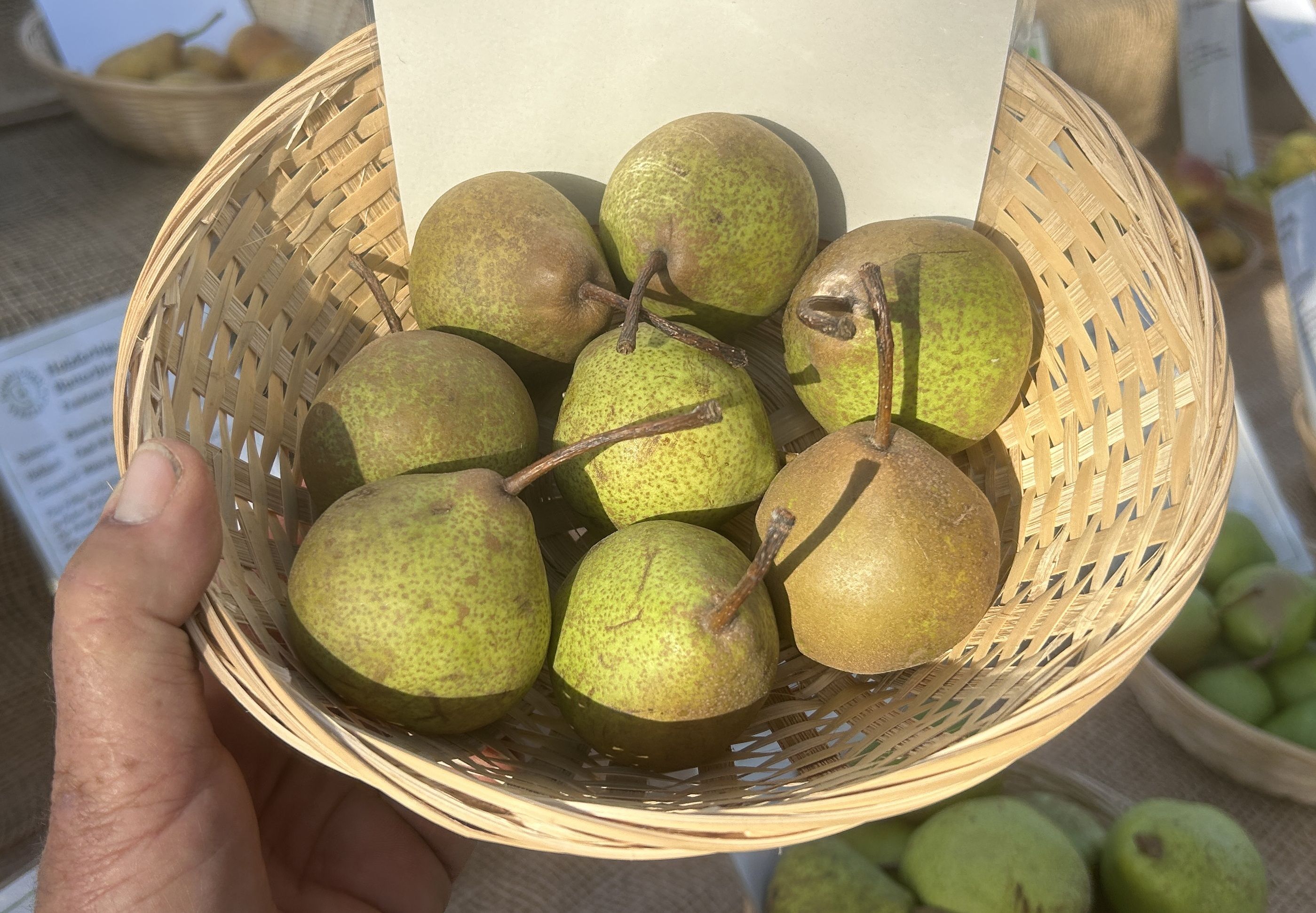 Pyrus com.'Kämersheider Bergamotte'  CAC