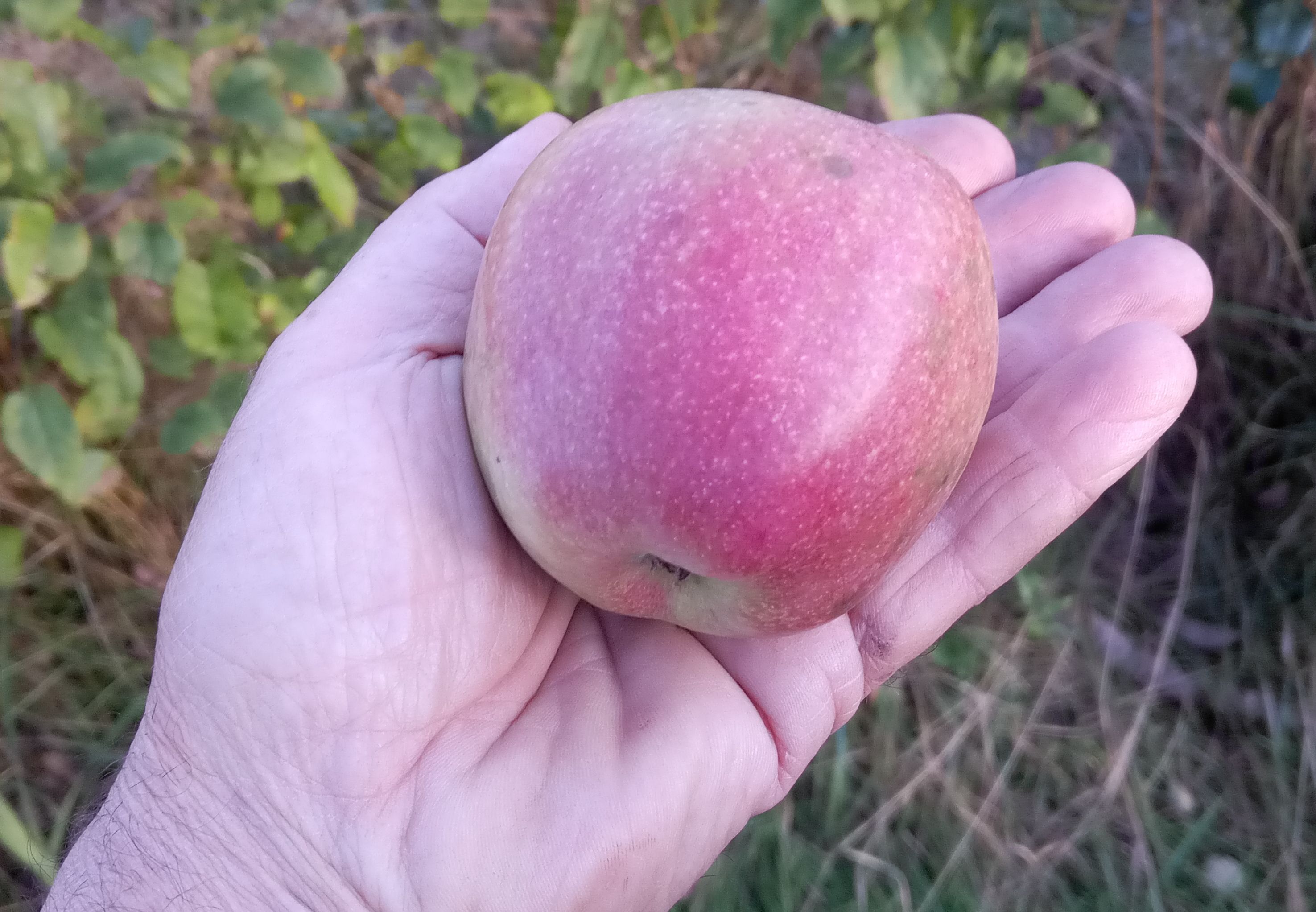 Malus 'Extertaler Eckapfel'       CAC
