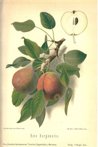 Pyrus com.'Rote Bergamotte'     CAC