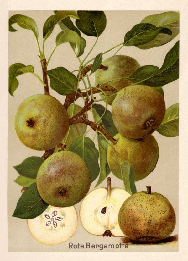 Pyrus com.'Rote Bergamotte'     CAC