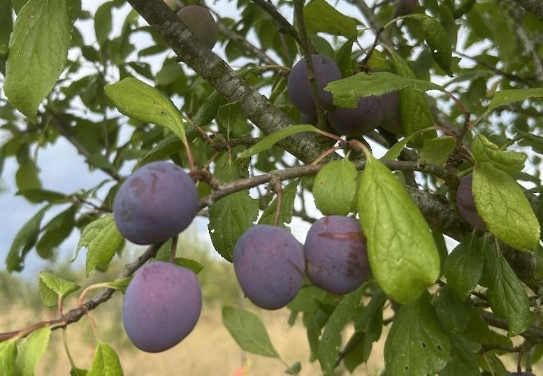Prunus dom.'Jajitschina Temnosin'  CAC