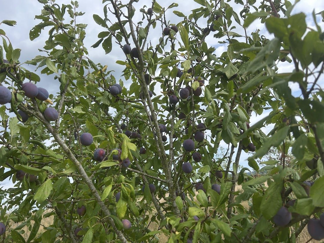 Prunus dom.'Jajitschina Temnosin'  CAC