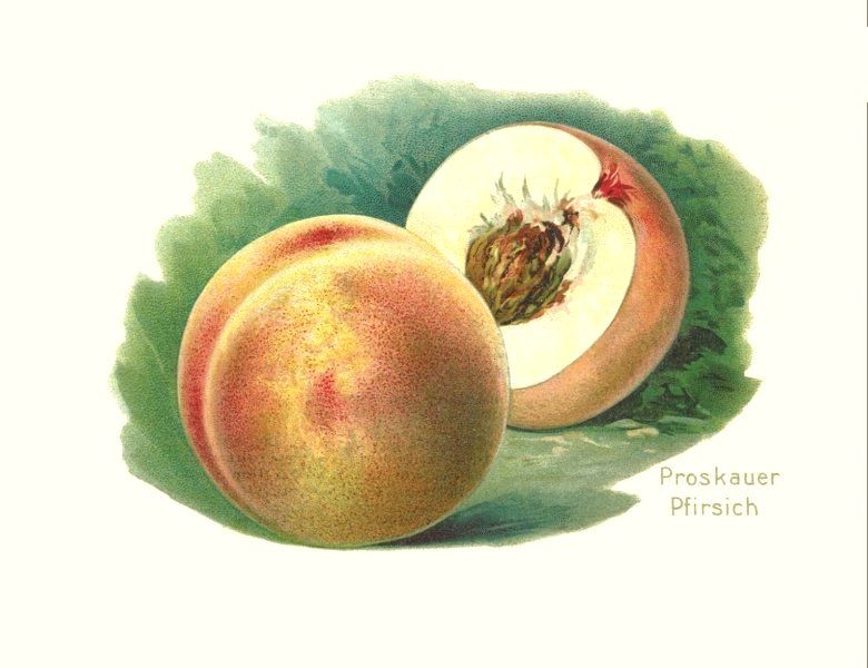 Prunus persica 'Proskauer'          CAC