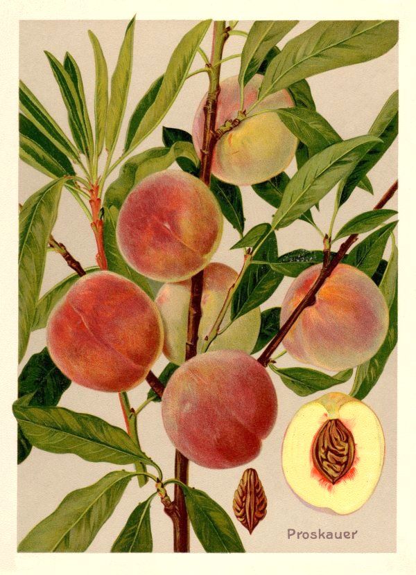 Prunus persica 'Proskauer'          CAC