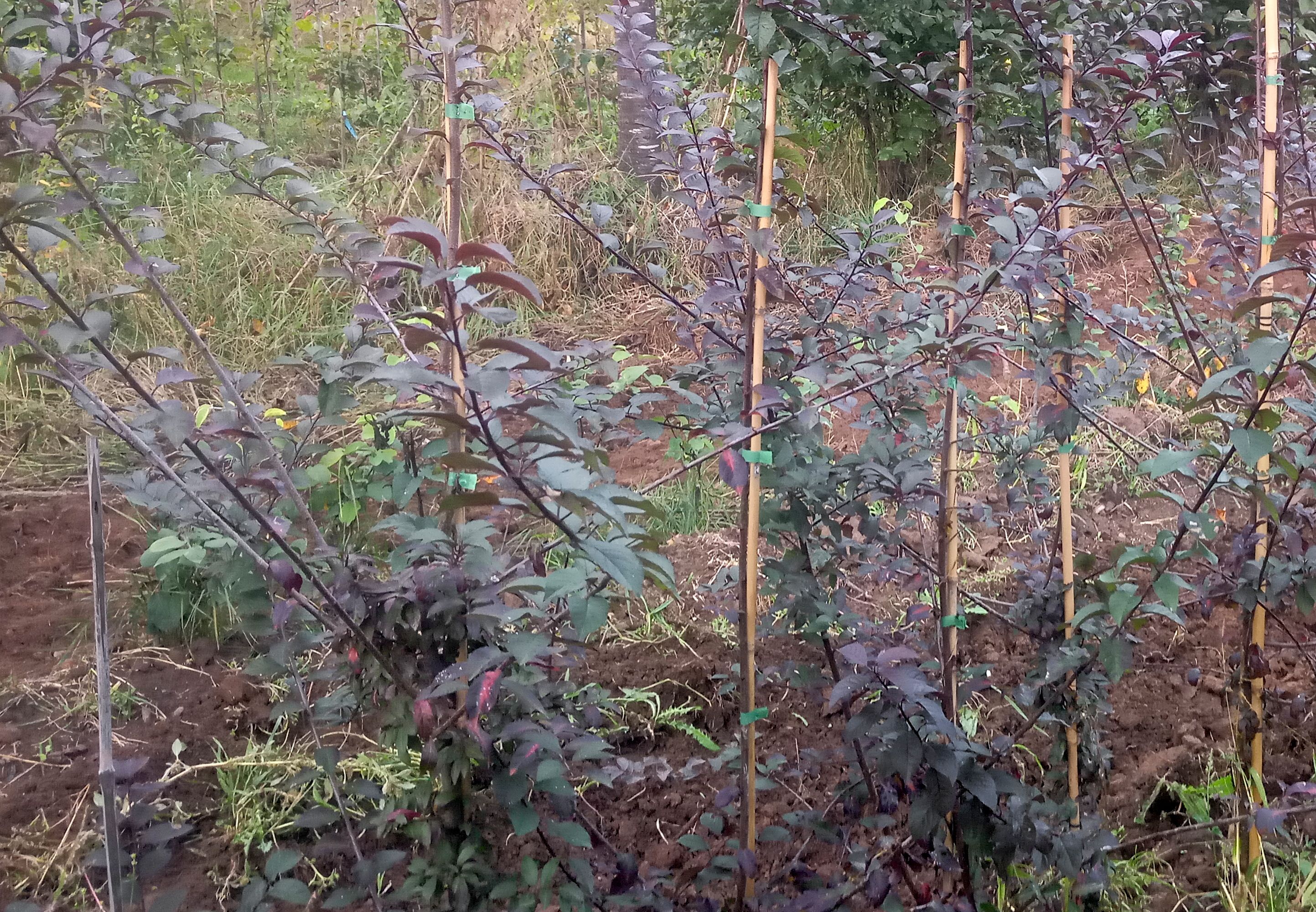 Prunus spinosa var. purpurea   CAC