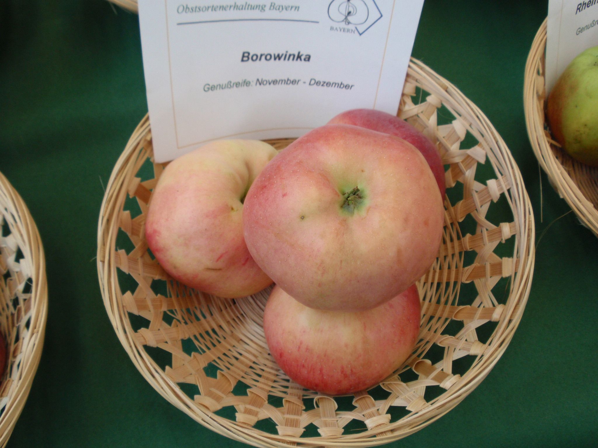 Malus 'Borowinka'   CAC