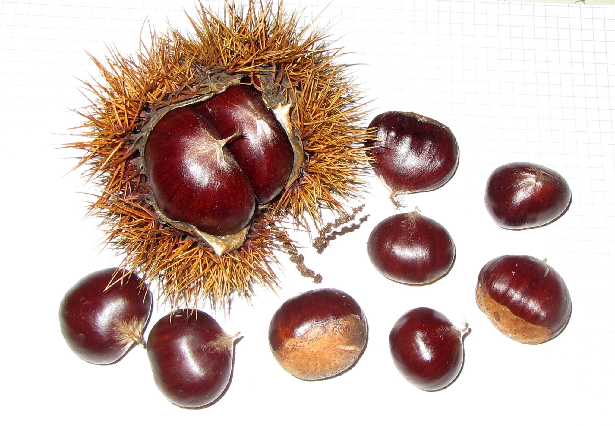 Castanea sat. x cren. 'Marigoule'