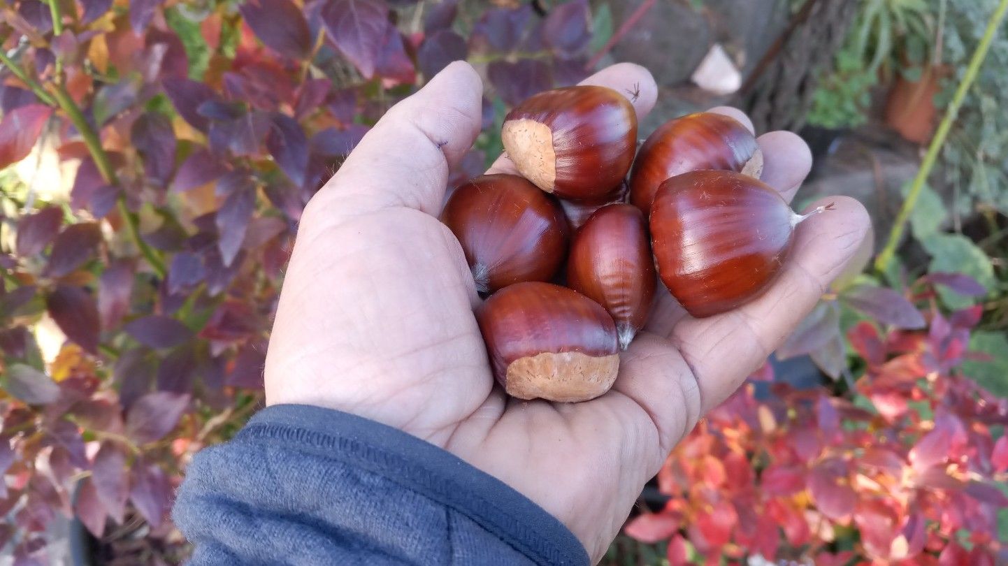 Castanea sat. x cren. 'Marsol'