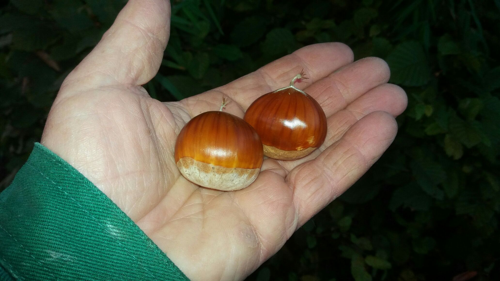 Castanea sat. x cren. 'Marsol'