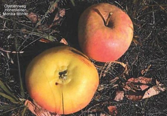 Malus 'Auralia' (Tumanga)  CAC
