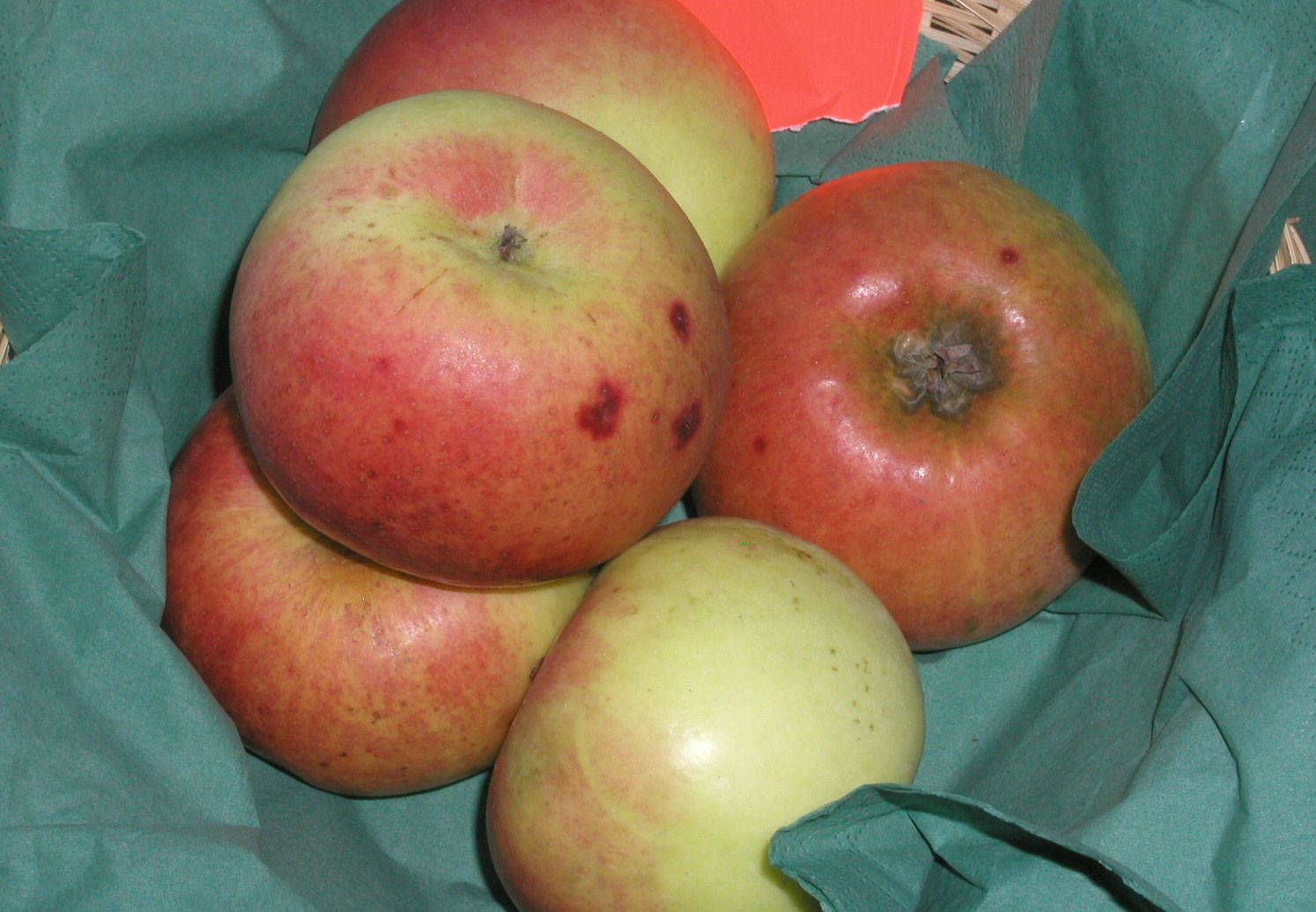 Malus 'Auralia' (Tumanga)  CAC