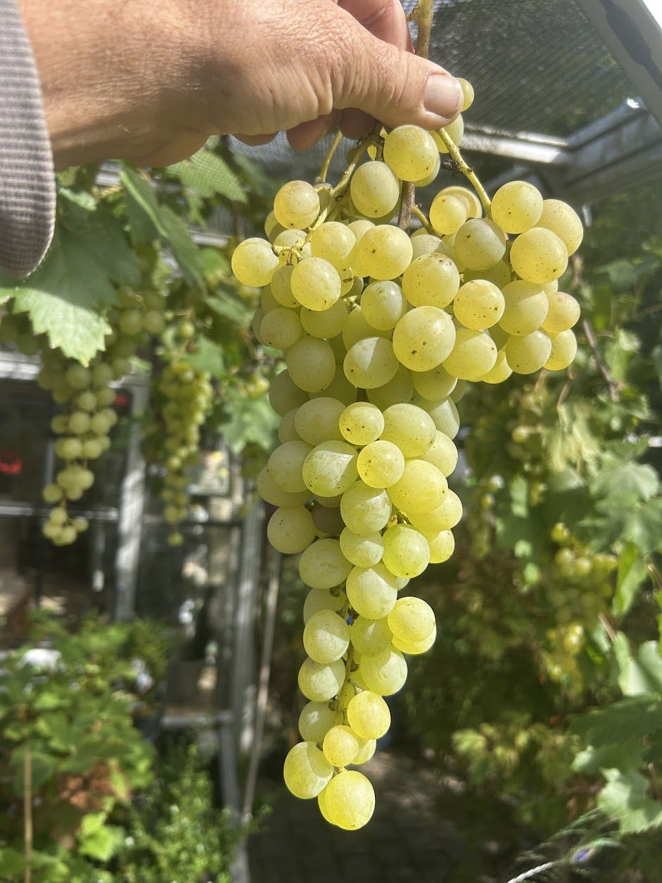Vitis 'Aron'
