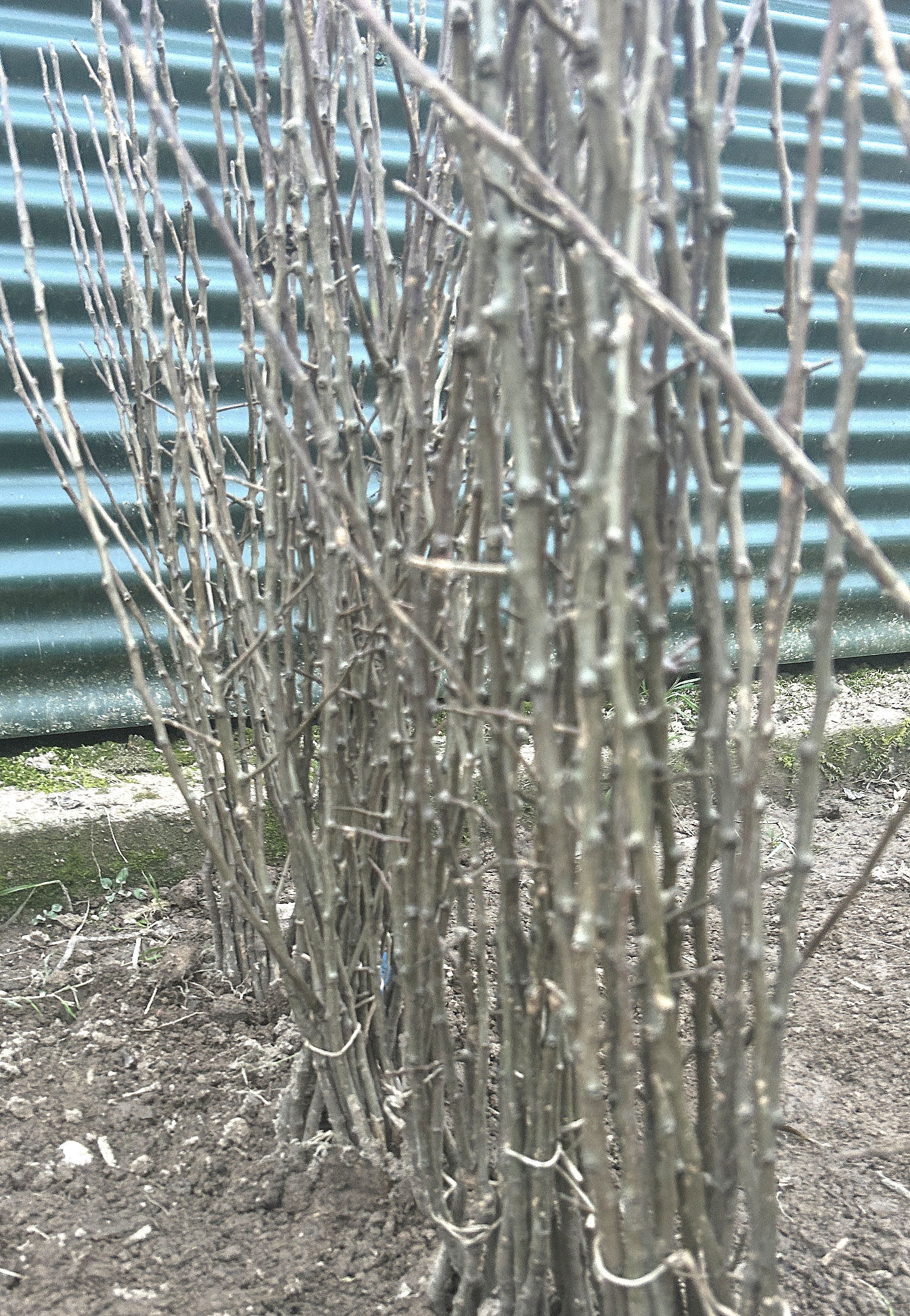 Pyrus com. 'Farold 87'  -R-     VgU zert.vf