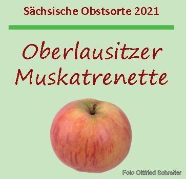 Malus 'Oberlausitzer Muskatrenette'  CAC