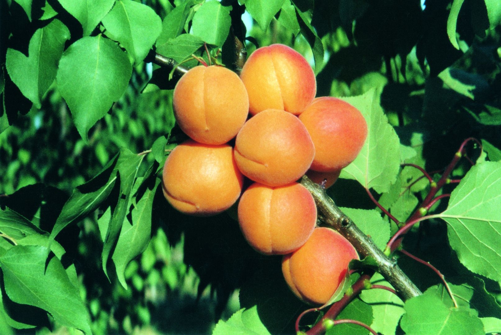 Prunus arm.'Kuresia'  -S-              CAC