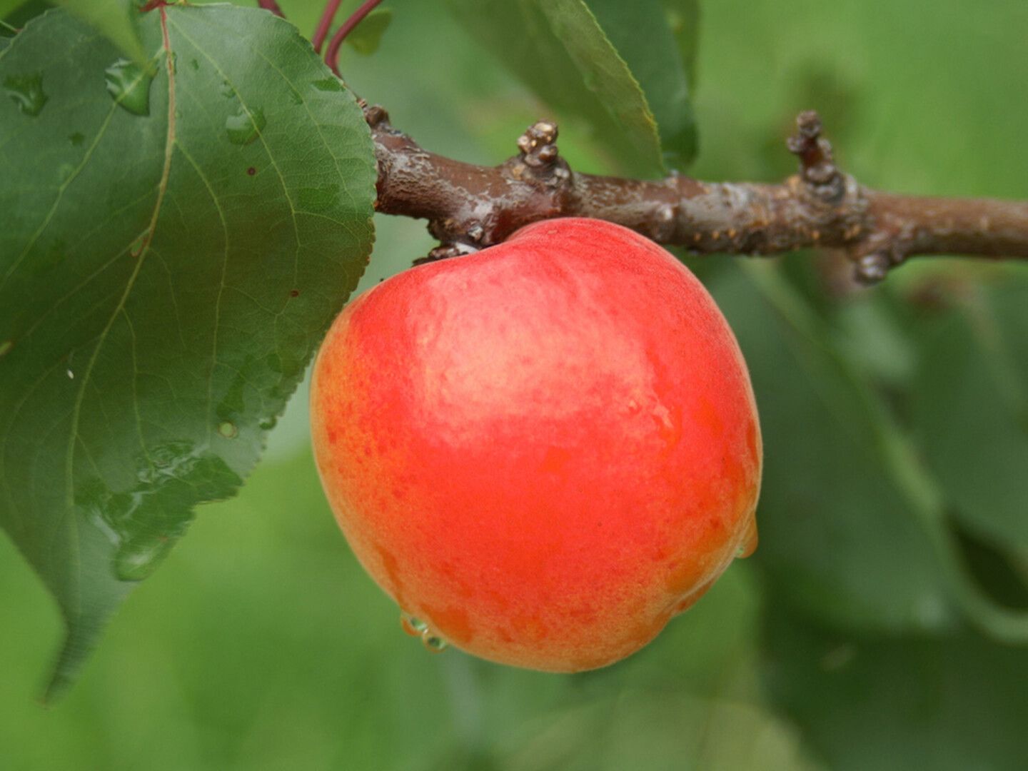 Prunus arm.'Kuresia'  -S-              CAC