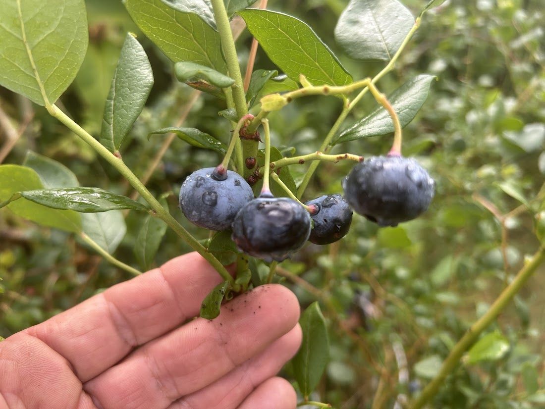 Vaccinium corymb.'Duke'